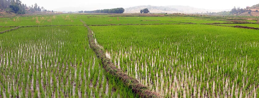 Restoration Monitoring of the Nyacyonga Wetland - Monitoring and evaluating the ecological restoration of 250 hectares of degraded wetland ecosystem.